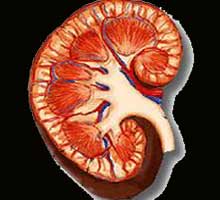 CHRONIC�INSUFFICIENCY�RENAL�