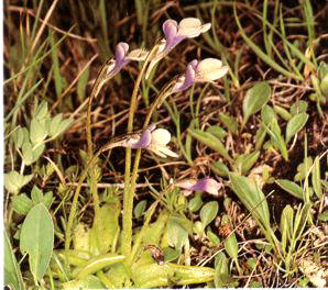GRASILLA (pingulcula�vulgarls)